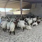 نعيمي عرض خاص فقط ليوم واحد اليوم فقط