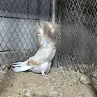 جاكوبين كريمي بار و دن حوامل بودره بار