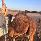 بكره العمر اقل من ست شهور اليد اليمين مكسورة الحد 3500