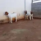تيس وجفرتين بورقوت