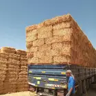 ذره جيزانيه الطايف