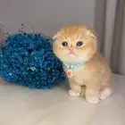 قطط سكوتش فولد للبيع