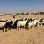 للبيع نجدمراح