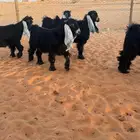 جفرات عوارض