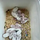 فروخ روز البينو عيون حمر