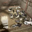 للبيع حمام