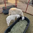 ثنتين نعيج كل وحده معها طلي
