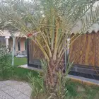نخله سكري مجاني
