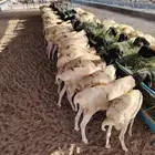 برابر صومالية جملة وتفريد