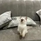 قطط للبيع