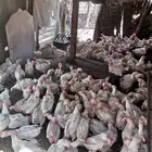 عاجل دجاج بيضا لا حم
