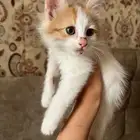 خمس قطاوه للتبني أعمارهم ثلاثة شهور
