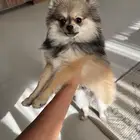 كلب بومرينيان تي كب للبيع