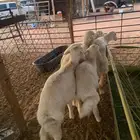ذبايح حريات