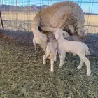 حريه مع 2 خرفان