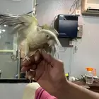 إنثى كنيور أليفه جاهزه للإنتاج