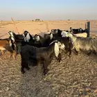 معزاء مراح