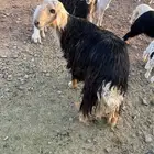 فحل نجدي صنف