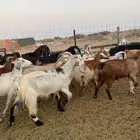 للبيع معزا مصريات وعوارض وحريات بالفحل مضاريع ودفيع