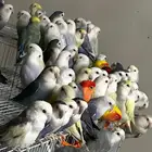 40 جوز روز منتجه انباعن