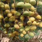 محصول رطب عدد 40 نخلة