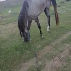مهر شعبي