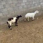 ضان للبيع العدد 3