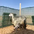 عنز والد تحتها جفره