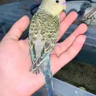 دفعه جديده طيور بادجي