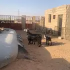 عنز عارضيه متوم