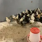 البيع صوص بلدي