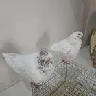 حمام