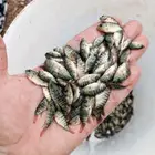 زريعه سمك بلطي