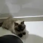 بسة هملايا تبني