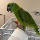 ببغاء يلو ناب