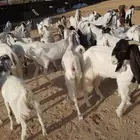 ماعز هولندي
