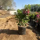مشتل لبيع الاشجار بالجملة