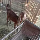 جفره جذعه