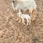 حريه متبع تم البيع