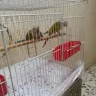 جوز كنيور للبيع