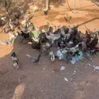 دجاج بلدي للبيع