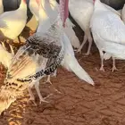 ديك رومي للبيع جملة وتجزئية