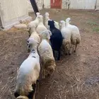 9 خرفان كفو كفو
