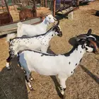 للبيع جفار بيشيات دفيع