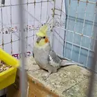 عصفور نوعه كوكاتيل