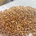 بذر قمح زراعي مصفى