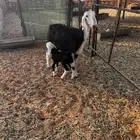 للبيع نجديه متبع