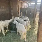 خرفان كرامات