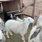 طليان طيبه حريات