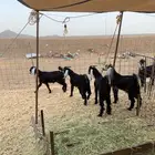 تيوس عوارض طليان حري رخال ذبايح ثلاجه ذبائح مناسبات